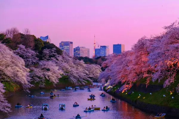 A Beleza do Festival de Cerejeiras em Flor no Japão